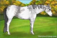 Horse Color:White Spotted Grullo Rabicano 