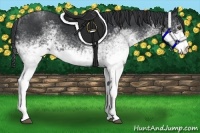 Horse Color:White Spotted Black Rabicano 