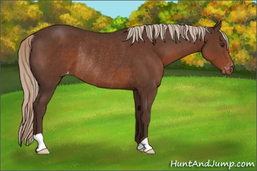 Horse Color:Liver Chestnut Varnish Rabicano