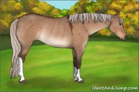 Horse Color:Silver Brown Dun Rabicano 