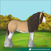 Horse Color:Buckskin Dun Splash