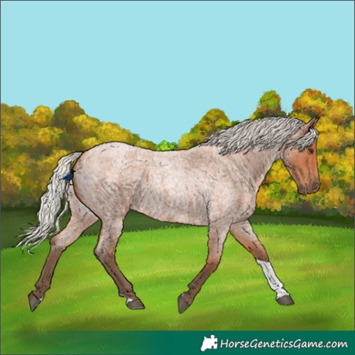Horse Color:Silver Bay Roan Tobiano 
