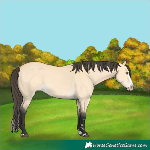 Horse Color:Buckskin Dun Splash 