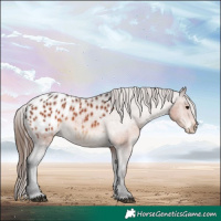 Horse Color:White Spotted Brown Appaloosa Rabicano 