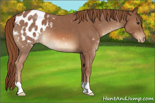 Horse Color:Red Roan Appaloosa 