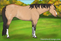 Horse Color:Bay Dun Rabicano 