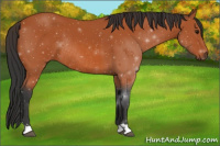 Horse Color:Bay Rabicano 