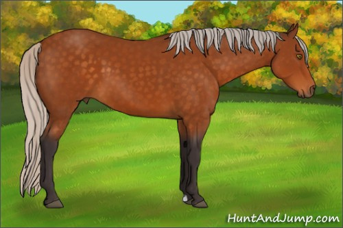 Horse Color:Silver Buckskin 