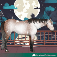 Horse Color:Gray White Spotted Bay 