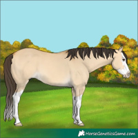 Horse Color:Buckskin Dun Splash 