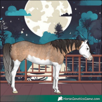 Horse Color:Bay Dun Splash Rabicano 