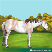 Horse Color:White Spotted Bay Roan Appaloosa