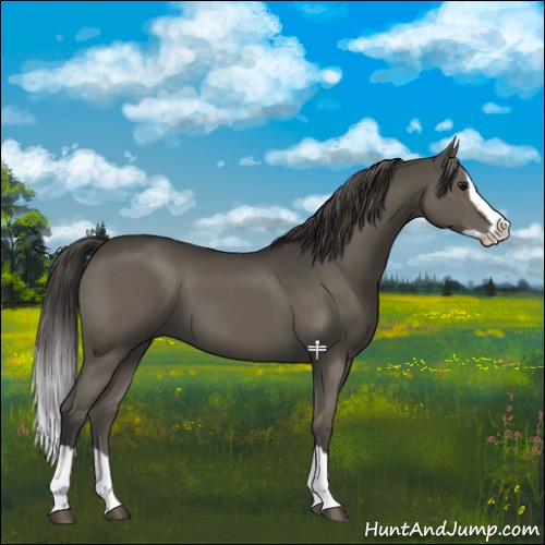 Horse Color:Smoky Grullo Splash