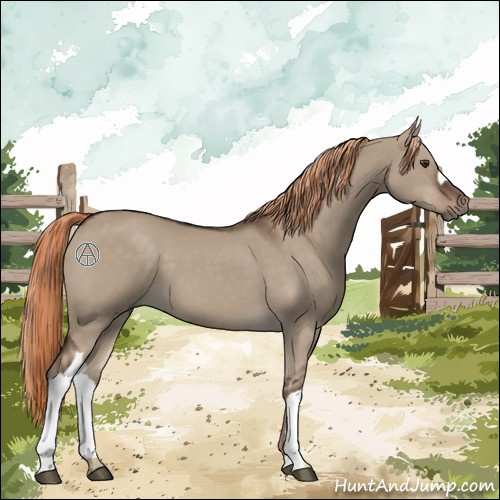 Horse Color:Liver Red Dun 