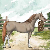Horse Color:Liver Red Dun 