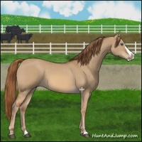 Horse Color:Red Dun Splash 