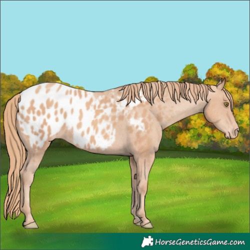 Horse Color:Gold Champagne Appaloosa 