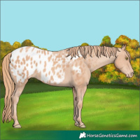 Horse Color:Gold Champagne Appaloosa 