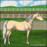 Horse Color:Silver Buckskin Dun Tobiano 