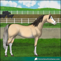 Horse Color:Buckskin Dun Splash 