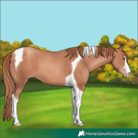 Horse Color:Gold Champagne Tobiano 