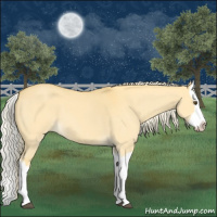 Horse Color:Palomino Dun Splash 