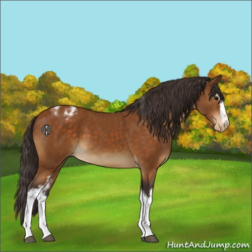 Horse Color:White Spotted Buckskin Tobiano Varnish 