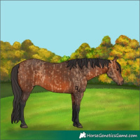 Horse Color:Bay Dun  and Bay 