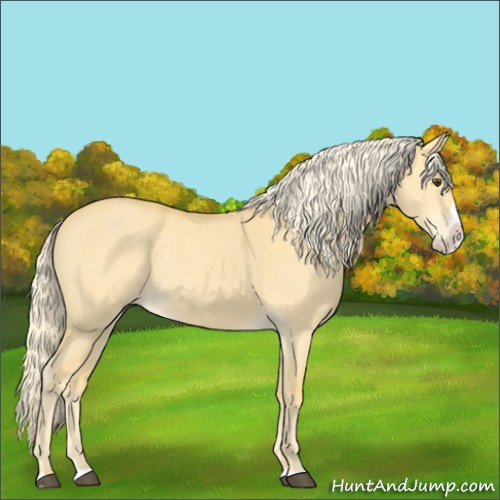 Horse Color:Palomino Dun Splash 