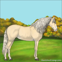 Horse Color:Palomino Dun Splash 