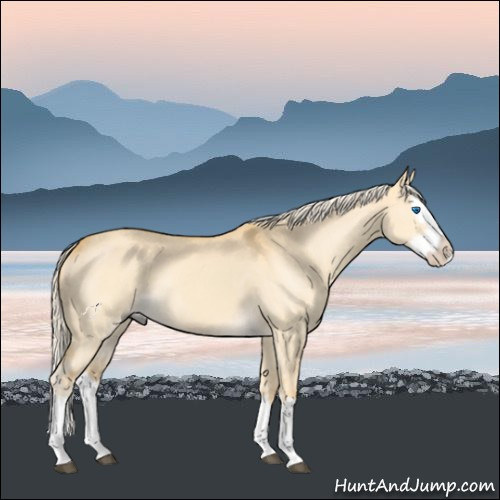 Horse Color:Palomino Dun Splash