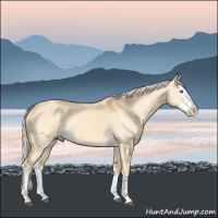 Horse Color:Palomino Dun Splash 