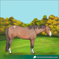 Horse Color:Bay Appaloosa 
