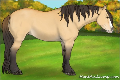 Horse Color:Buckskin Dun Splash