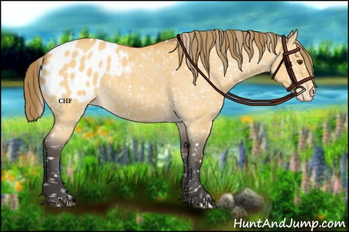 Horse Color:Buckskin Dun Appaloosa 