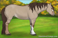 Horse Color:Liver Red Dun 