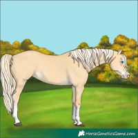 Horse Color:Palomino Dun Splash 