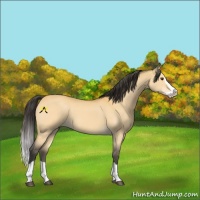 Horse Color:Buckskin Dun Splash 