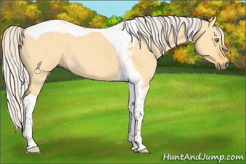 Horse Color:Silver Buckskin Dun Tobiano 