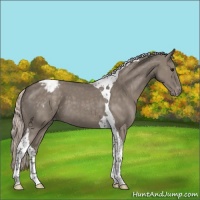 Horse Color:Silver Grullo Tobiano Appaloosa 