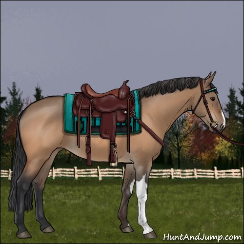 Horse Color:Bay Dun 