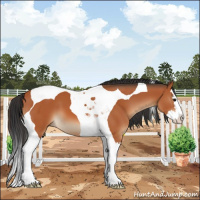 Horse Color:Bay Splash Tobiano 