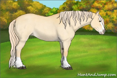 Horse Color:Palomino Roan Dun Splash 