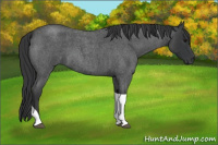 Horse Color:Blue Roan Tobiano 