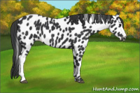 Horse Color:Black Appaloosa 
