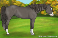Horse Color:Smoky Grullo Splash 