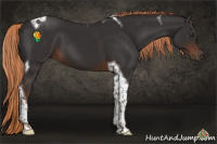 Horse Color:Liver Chestnut Tobiano 