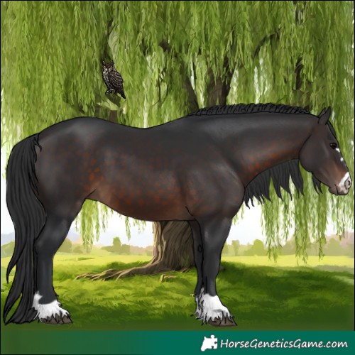 Horse Color:Brown 