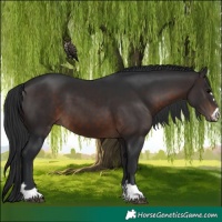 Horse Color:Brown 