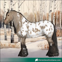 Horse Color:Gray White Spotted Brown Dun Near Leopard